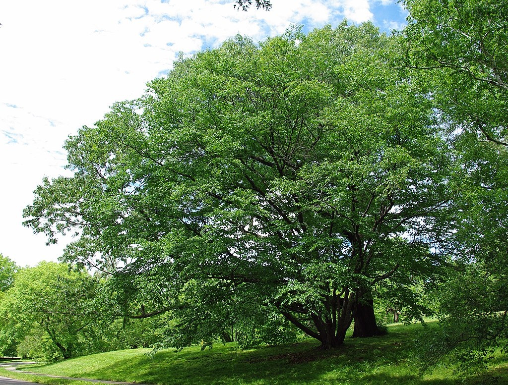 Betula schmidtii, Arnold Arboretum, Boston, Massachusetts 
