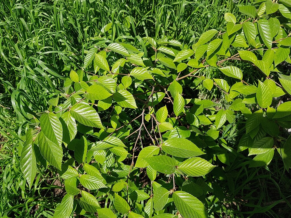 Листва четырёхлетней железной березы