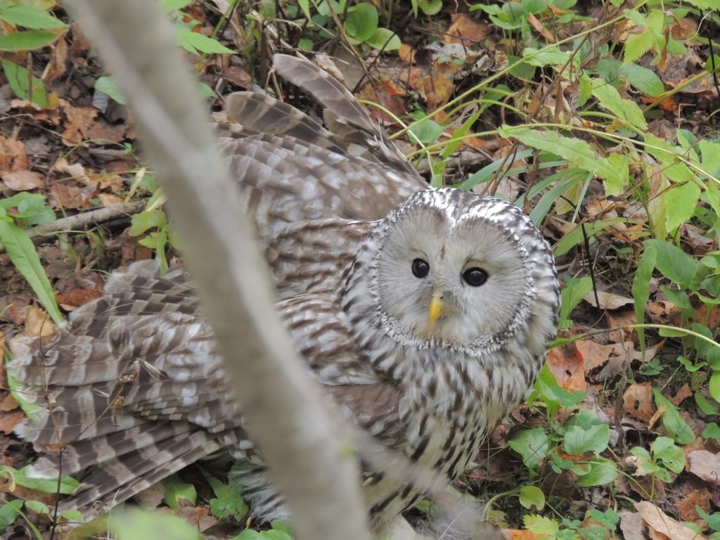    Заповедник "Кологривский лес"