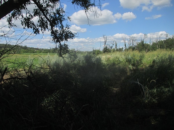 Одна  из таких позиций в  лесополосе. Фото автора