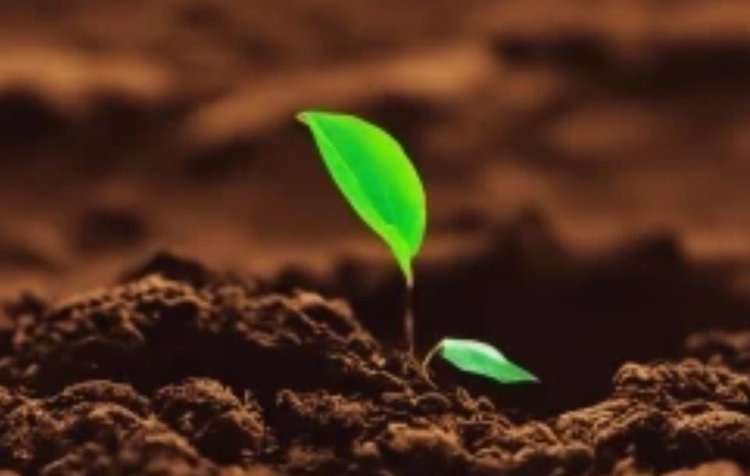    Наука помогает зародиться новой отрасли удобрений – органическому сити-компосту