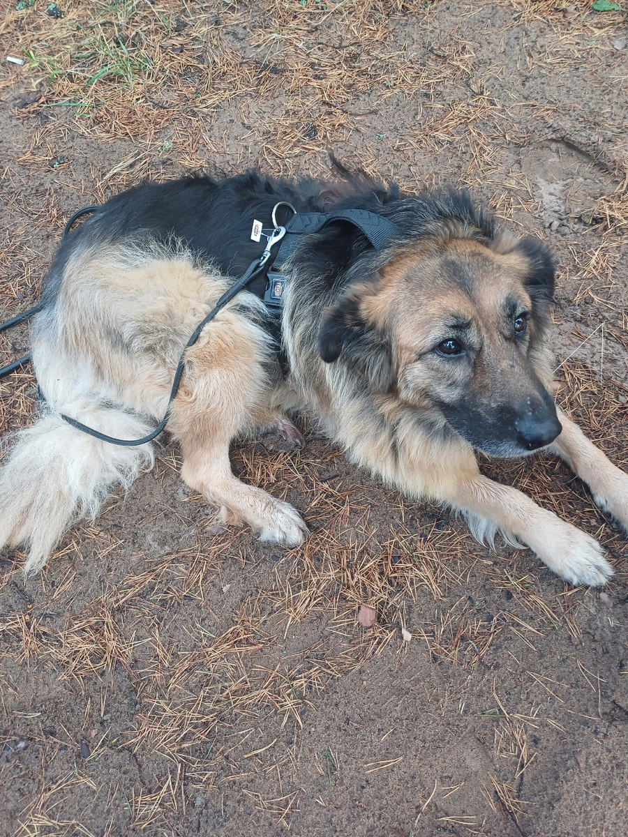 И на лапке ранка. Ее можно вылечить. Но оставлять собаку на пляже нельзя. 