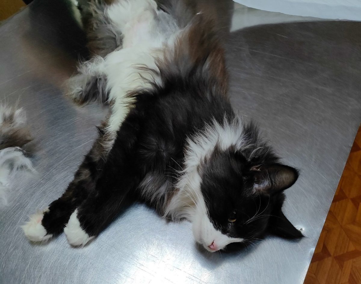    Хозяин годовалого кота Тихона обратился в ветклинику в Московском районе