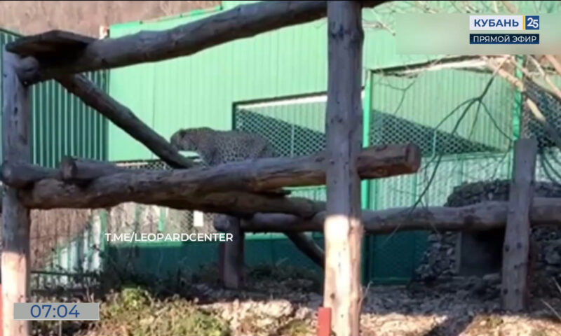    Видео канала «Кубань 24»