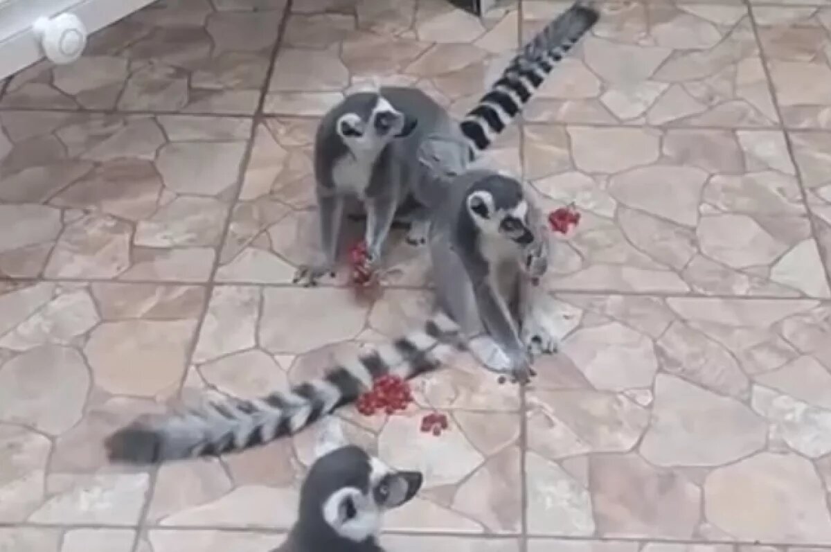    В омском зоопарке лемуры распробовали рябину