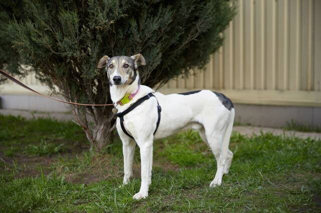 Эль в приюте Кожухово до переезда в ТиНАО на своей первой фотосессии.
