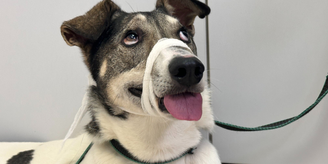 Собака-интеллигент, превращается в решето..., его зовут Эль.