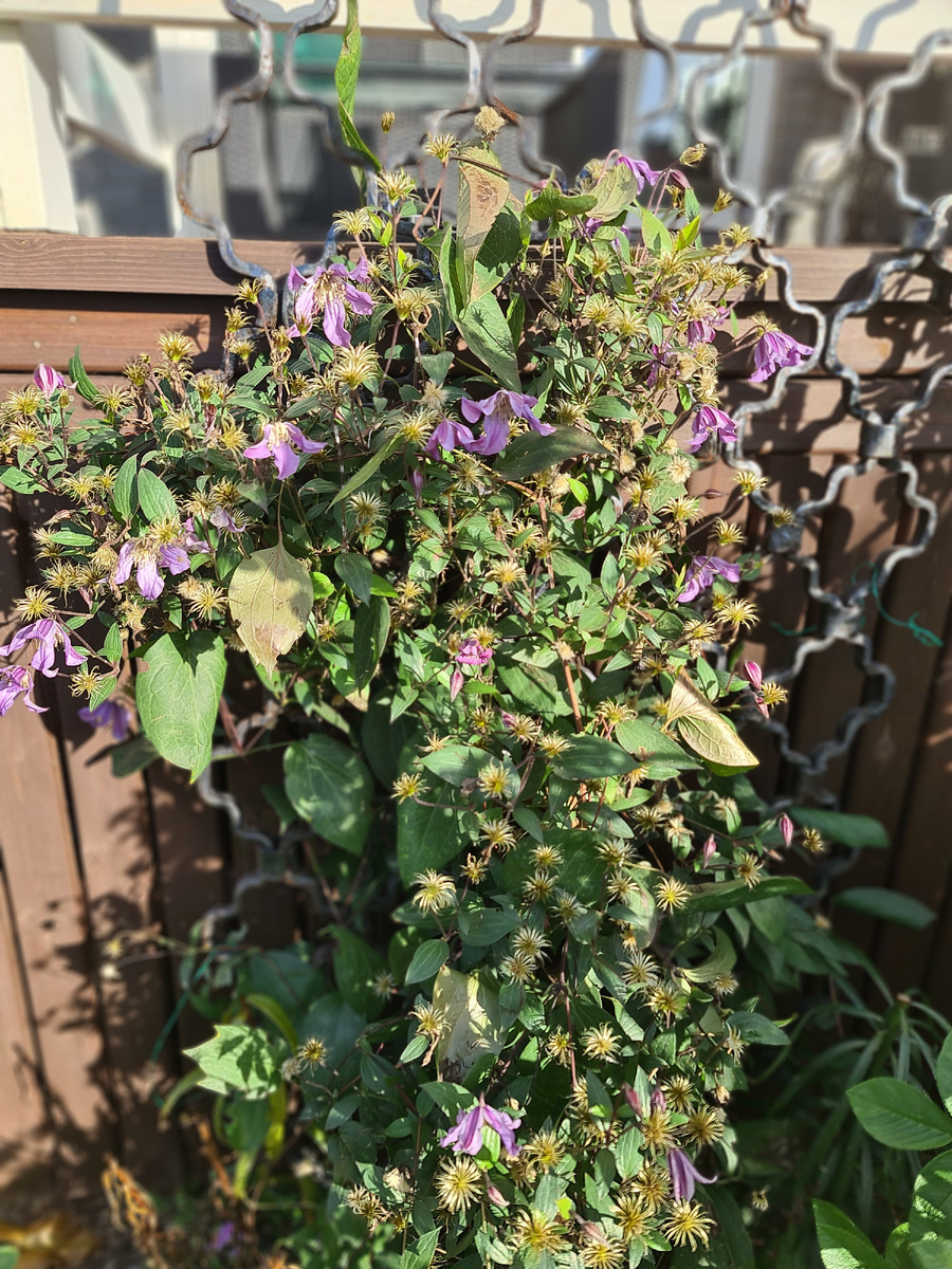 Клематис Ян Фопма 