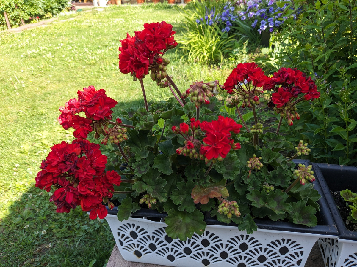 Зональная пеларгония Odensjö Madame Bovary - зацените потенциал