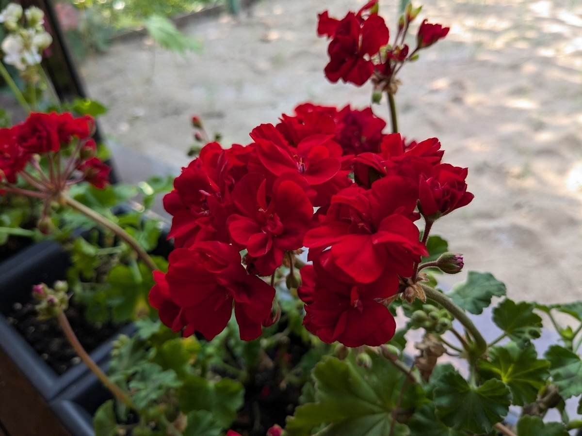 И только осенью на веранде  пеларгония Odensjö Madame Bovary стала прилично выглядеть