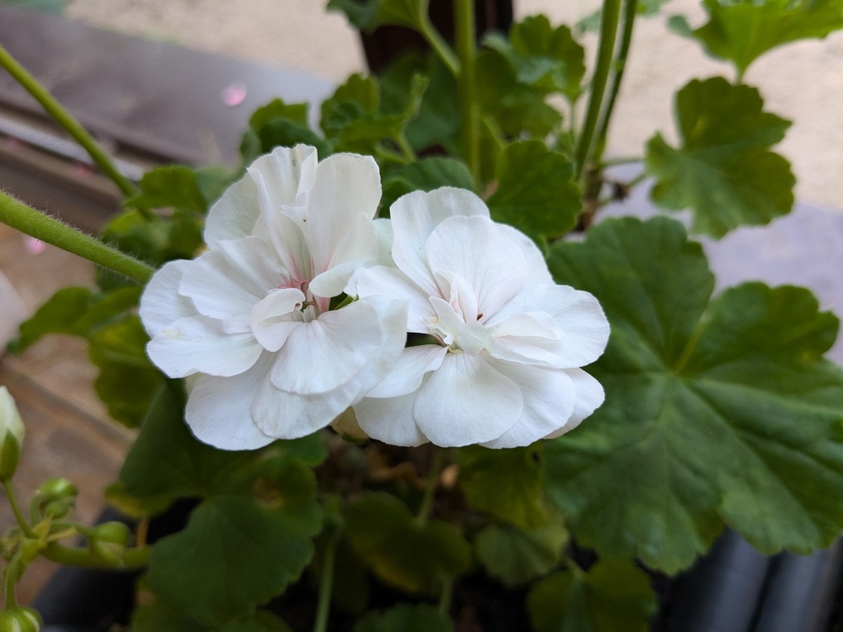 Зональная пеларгония PAC Viva Madeleine - на веранде