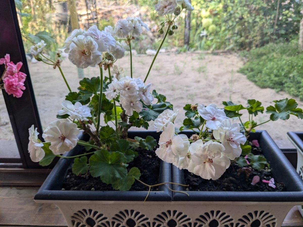 Зональная пеларгония PAC Viva Madeleine - в начале осени, когда сезон окончен