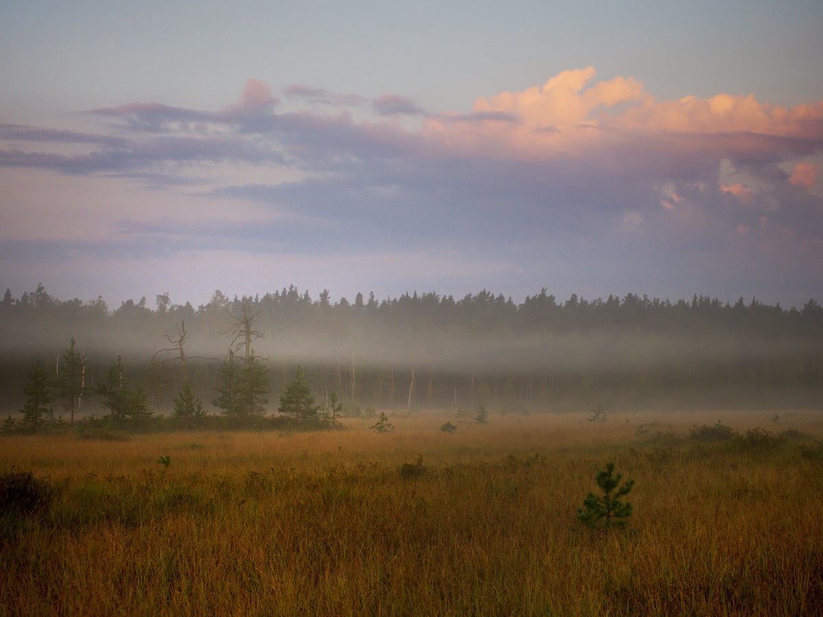 Болотные просторы