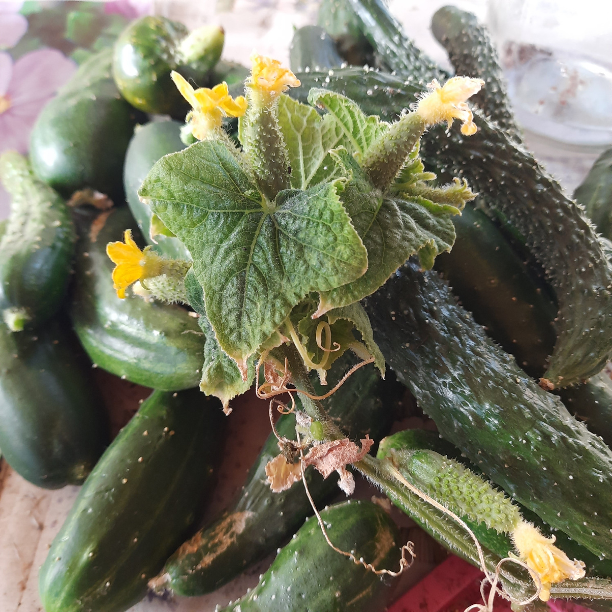 Это последние) в этом сезоне ,конца сентябрьские)