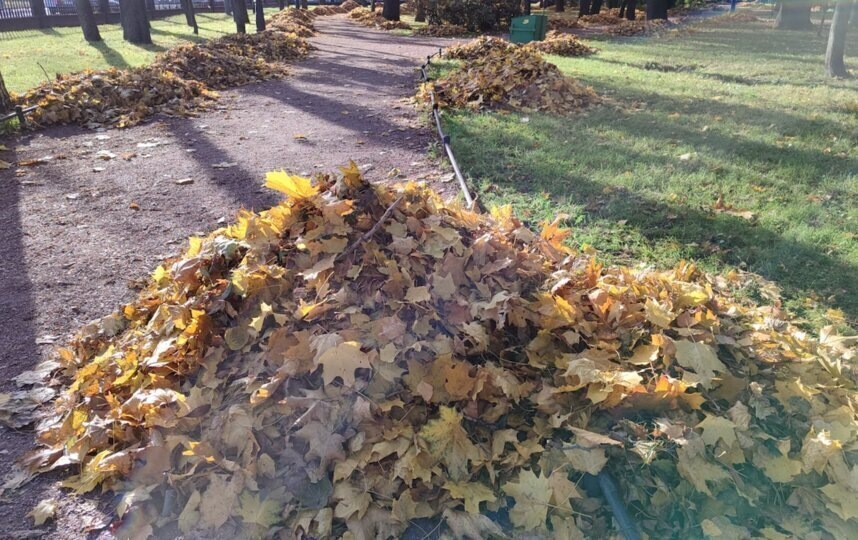    Опавшие листья – удобрение для деревьев, но в условиях мегаполиса их лучше убирать.Игорь Акимов