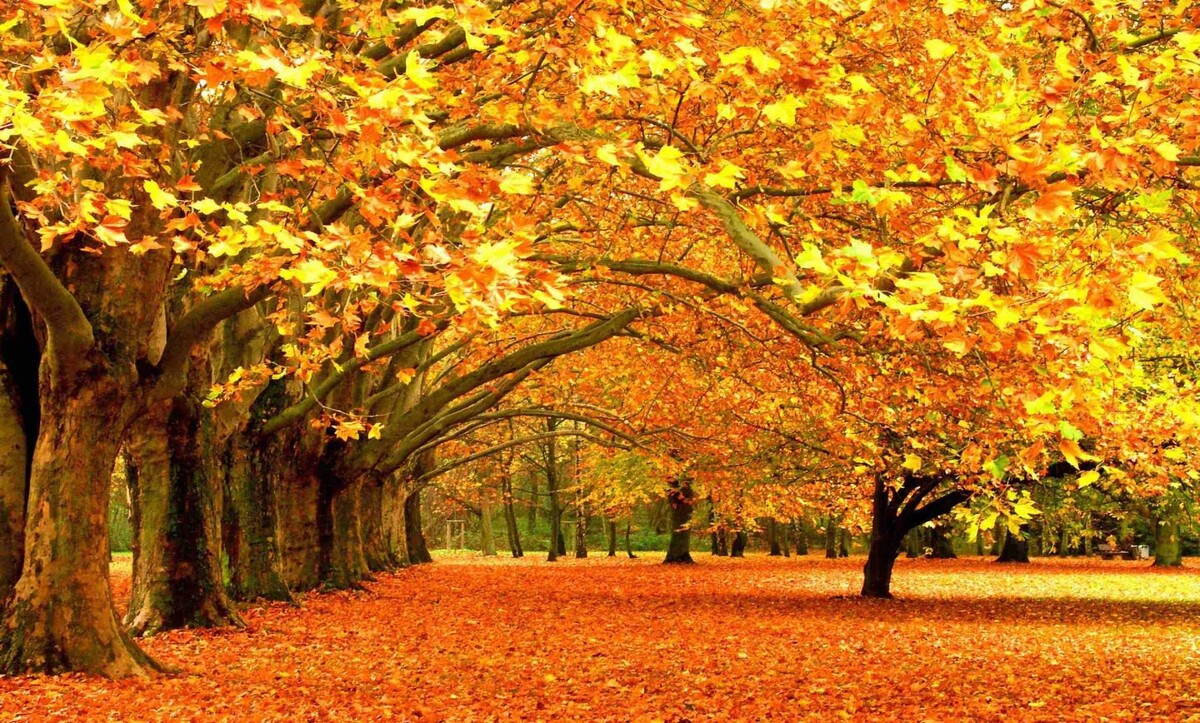 Фото взято из интернета.