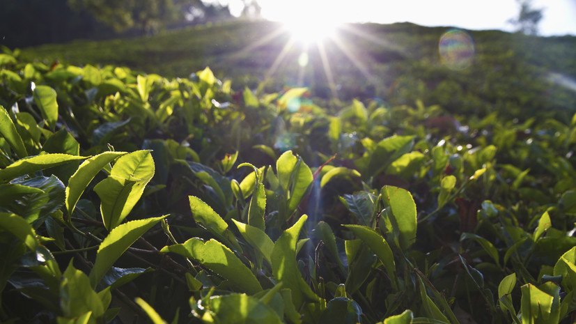   Gettyimages.ru Westend61