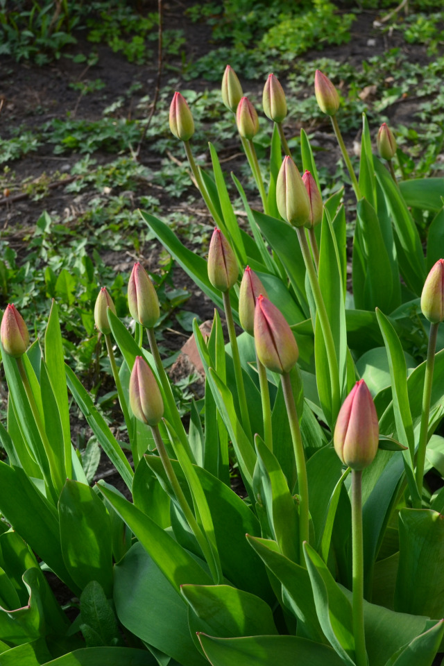 Фото Яндекс картинки.