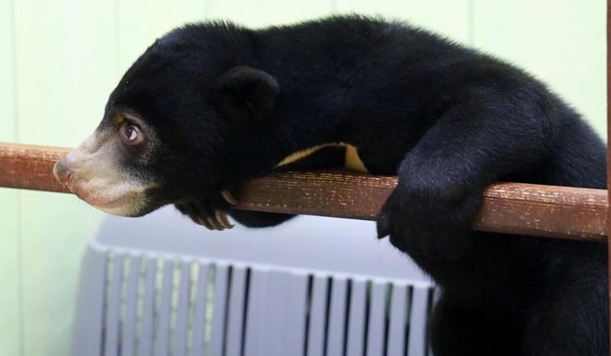     Малайский медведь в Московском зоопарке. Источник: mos.ru Автор фото: Пресс-служба Мэра и Правительства Москвы