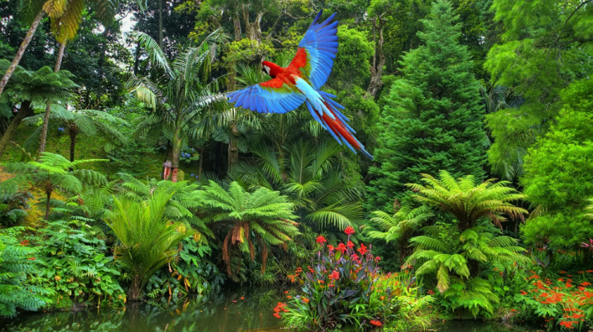 Красный ара