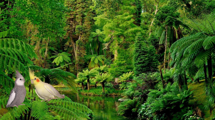 Попугаи корелла