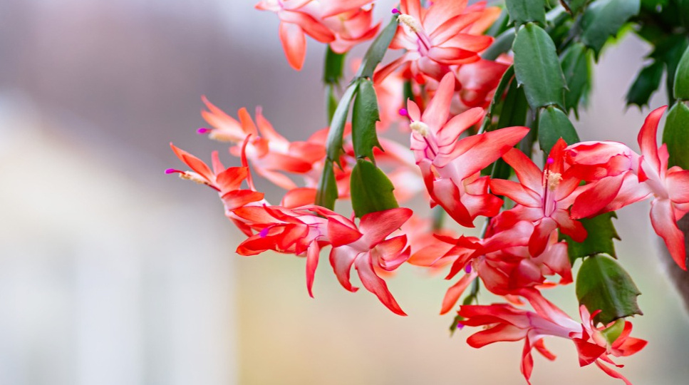 Декабрист зацветет в декабре — если действовать уже сейчас: небольшие изменения в уходе, которые дарят пышное цветение