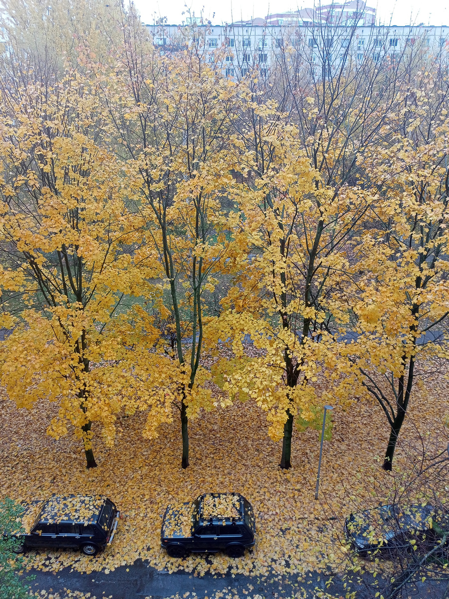 Вид из окна 23.10.2024.