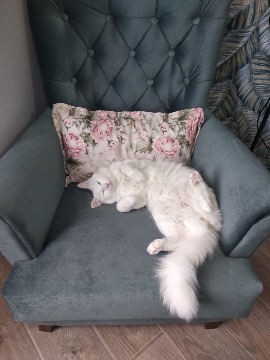 Мой белый кот-хранитель)