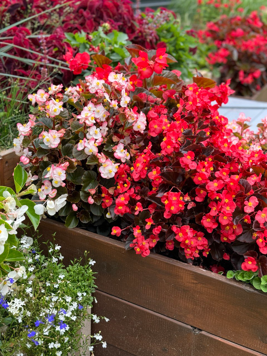 бегония Ром (слева), бегония Водка (справа)