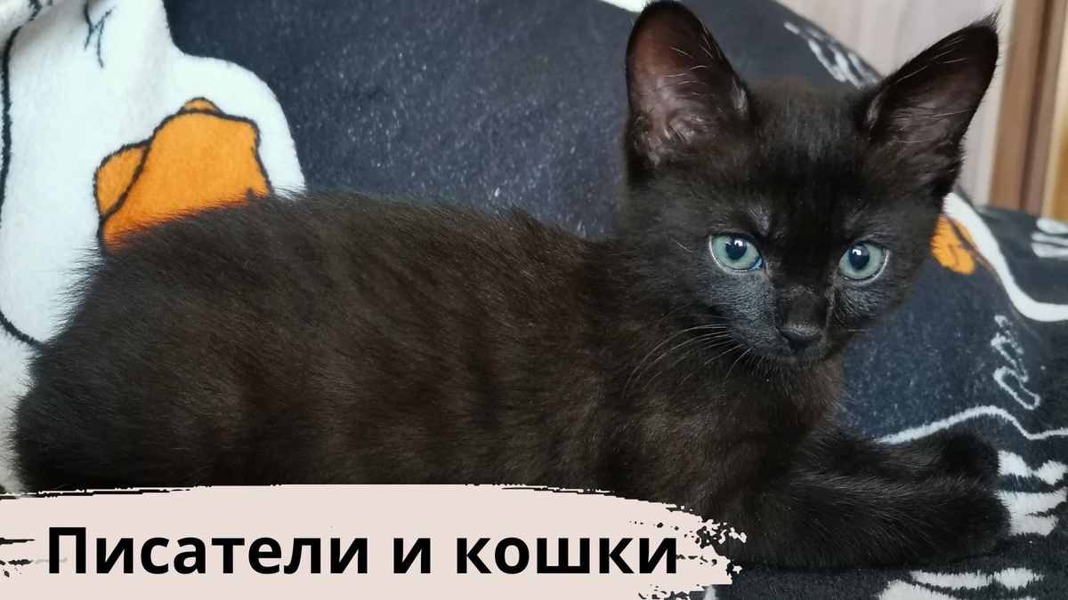 Кошка Фурия. Фотография автора статьи.