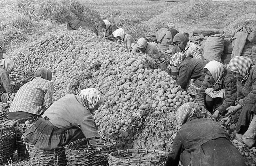 Сбор урожая картофеля в военные годы 