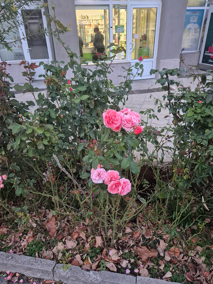 Идешь по улице в конце октября, а вдоль дороги розы цветут. Мы пока еще к этому не привыкли и каждый раз радуемся.