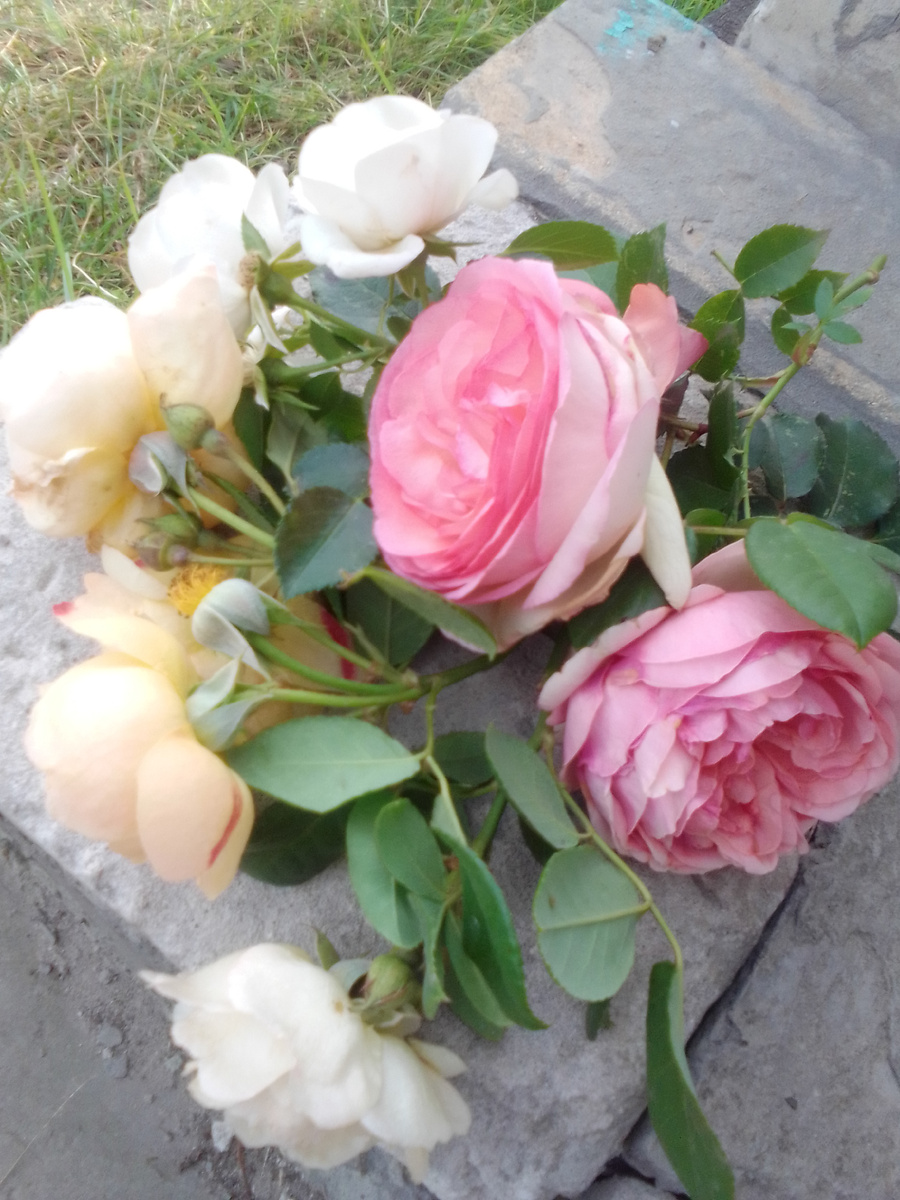 Последние розы из моего сада