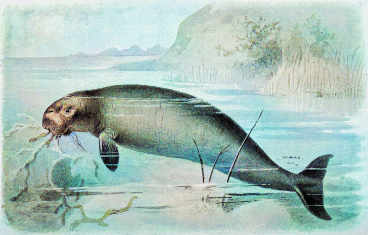 Стеллерова корова. Источник: https://www.vokrugsveta.ru/articles/nazvana-prichina-vymiraniya-stellerovykh-korov-id649453/