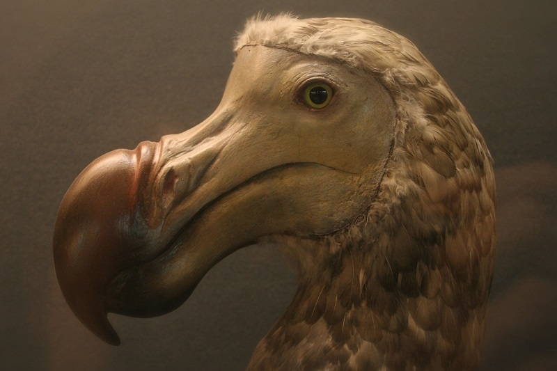 Додо. Источник: https://redbook.su/zhivotnye/dodo