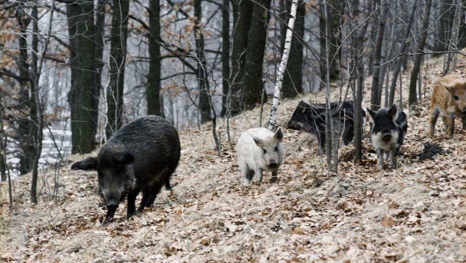    Семейство кабанов на прогулке в лесу, архивное фото для иллюстрации Автор фото: Олег Сизов / ТАСС