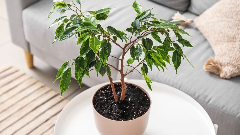 Источник: Газета.Ру