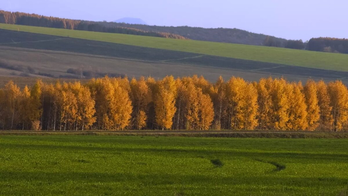     Автор: Светлана Мирсаева