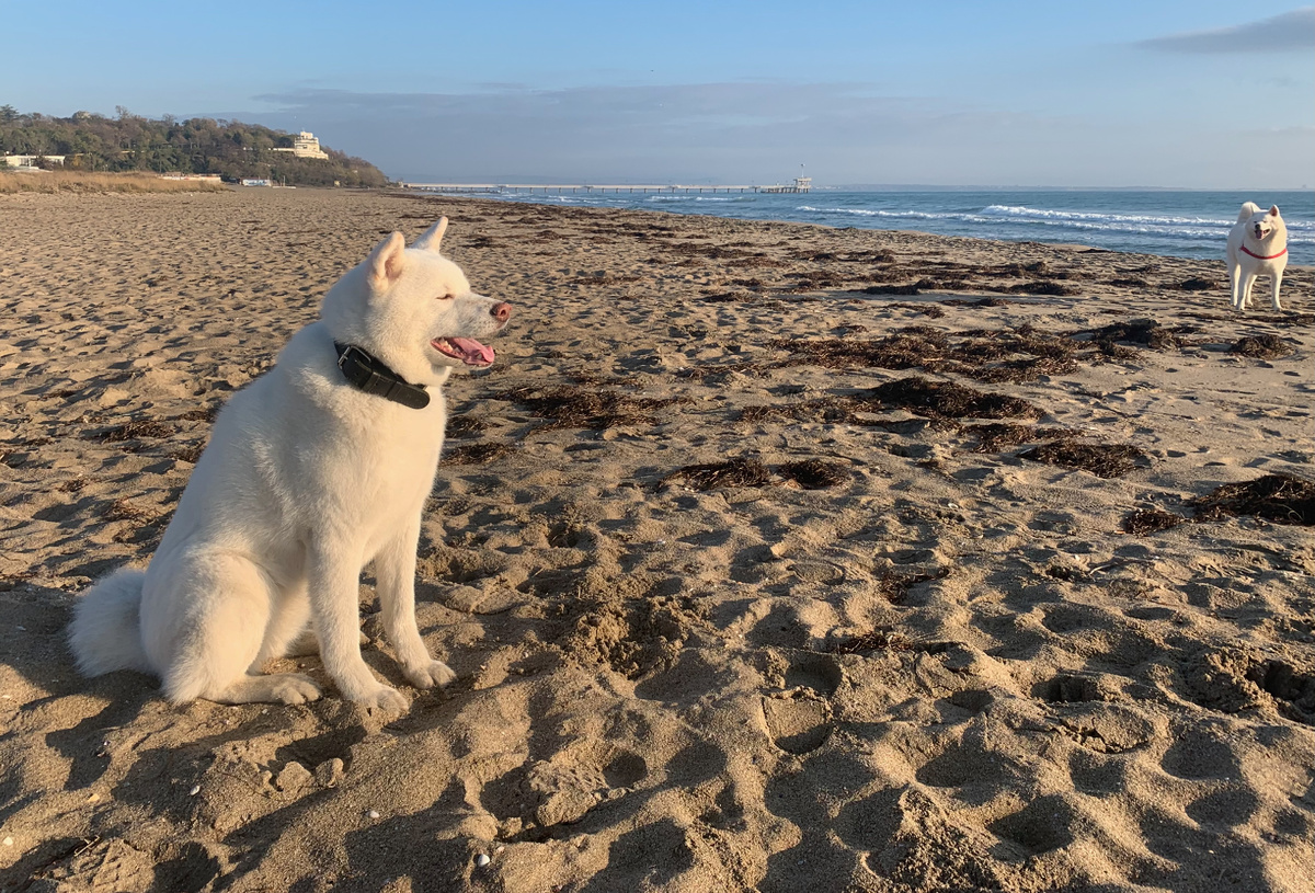 Правила обращения с собакой в Болгарии довольно строгие! Но их обычно нарушают. 