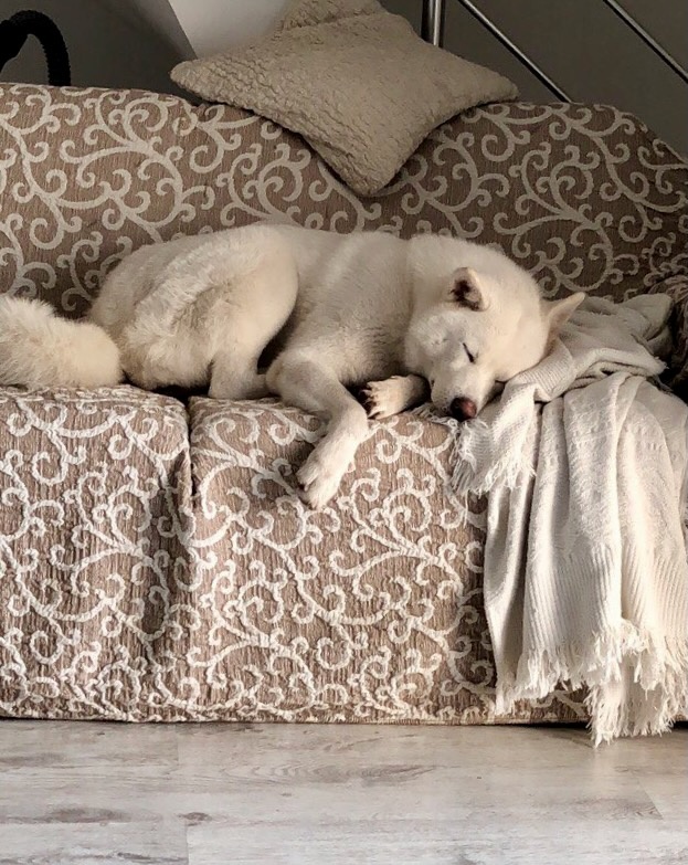 У собаки в Болгарии должна быть своя жилплощадь!