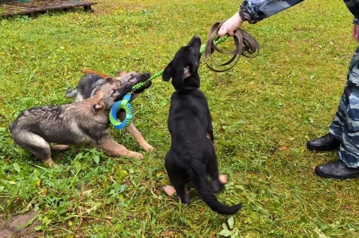    В Тверской области у кинологов появились пять новых щенков