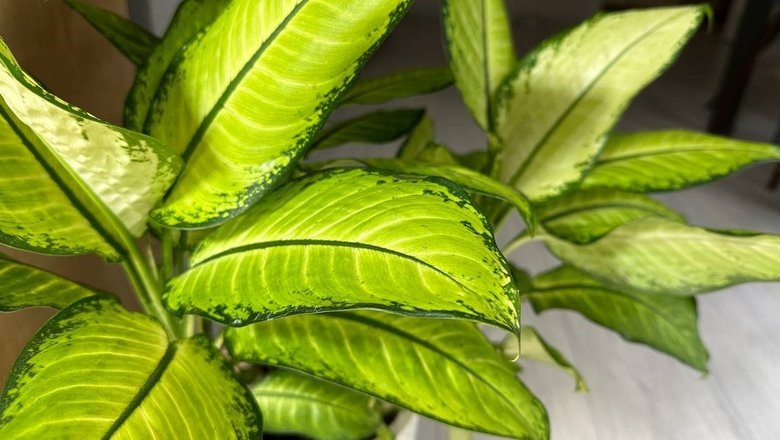 Источник: Кристина Никифорова