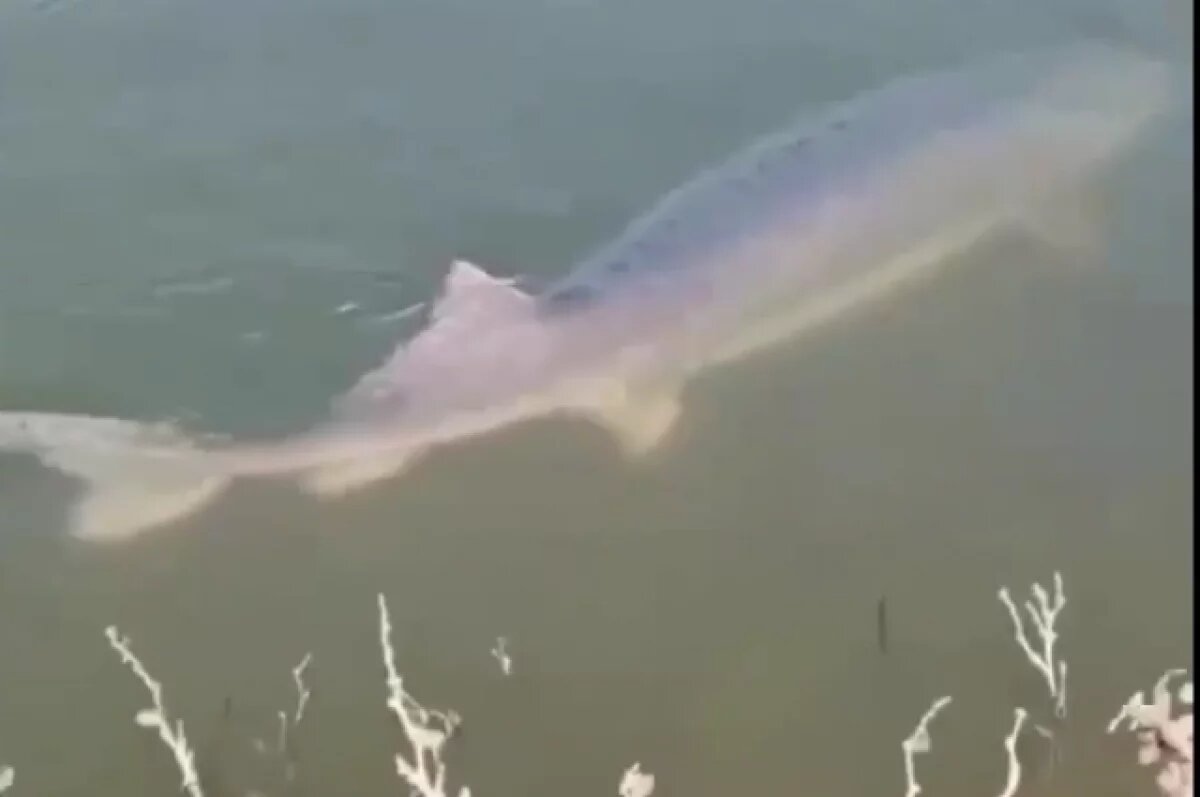    Астраханка, желавшая осетровую рыбку съесть, рискует в тюрьму сесть