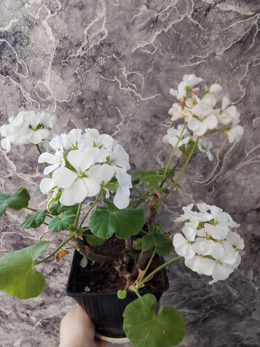 Белая герань сейчас так красиво цветёт 