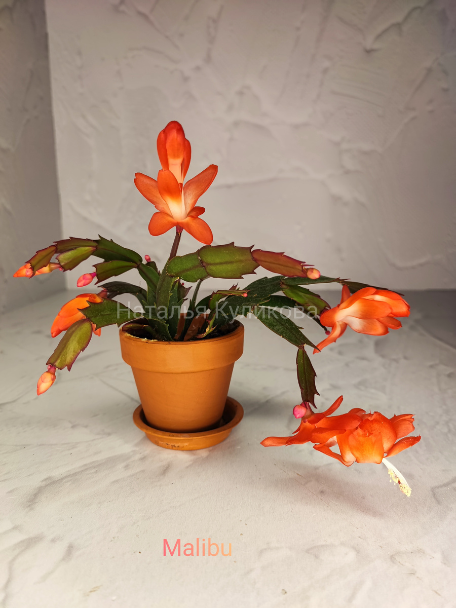 Цветение декабриста сорта Малибу. Фото автора. 