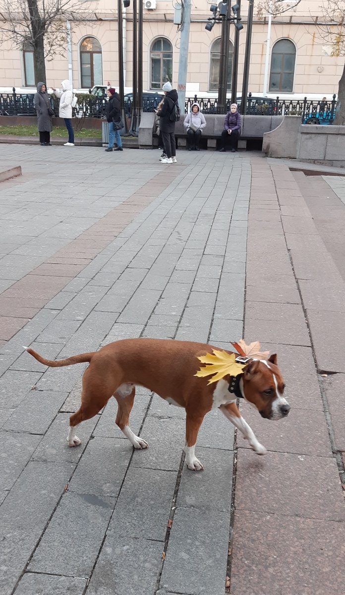 Московская осень.