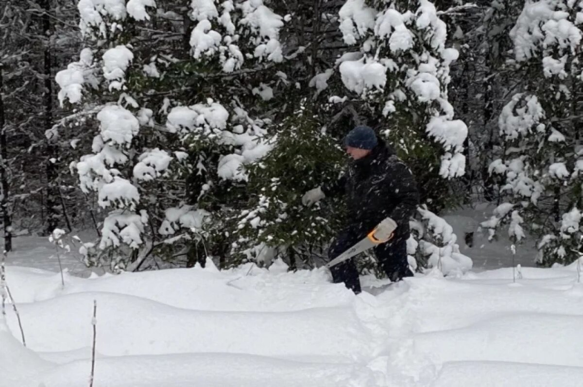    Тарифы на вырубку елей к Новому году выросли в Псковской области