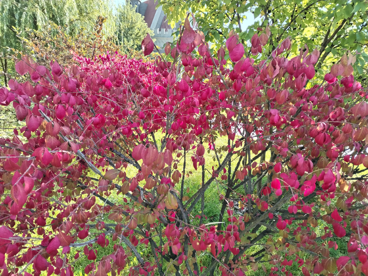 Бересклет крылатый Компакта