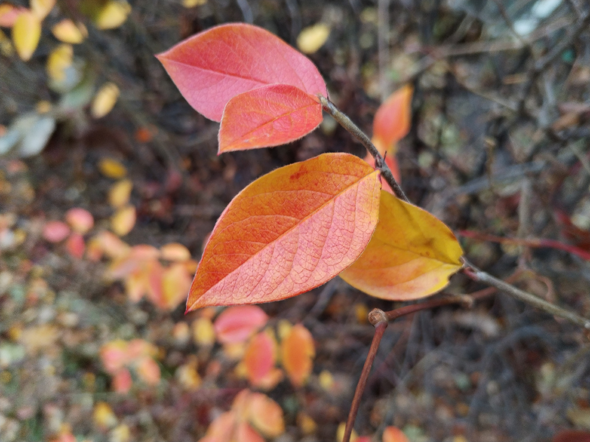 Кизильник блестящий 