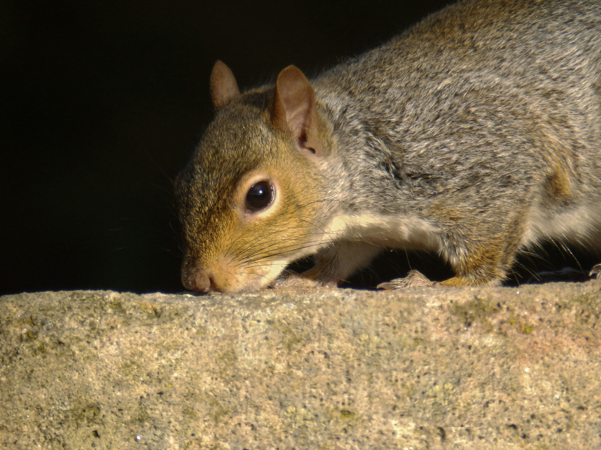 Картинка с бесплатного фотостока https://unsplash.com, автор Arthur Amson